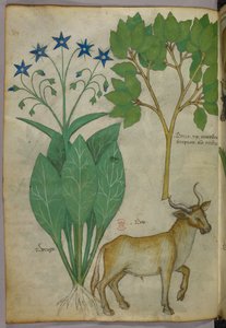 Botanische Illustration von Pflanzen und einem Stier, um 1440 von Italian School