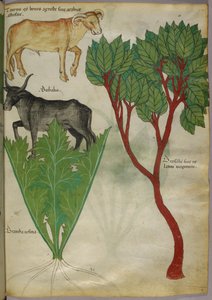 Botanische Illustration von Pflanzen und Stieren, um 1440