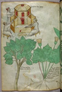 Botanische Illustration von Pflanzen und Glasherstellung, um 1440 von Italian School