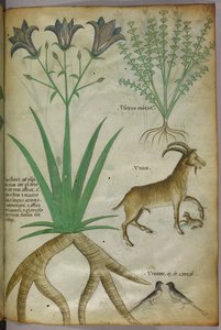 Botanische Illustration von Pflanzen, Vögeln und Ziegen, um 1440
