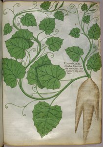 Botanische Illustration von Pflanzen, um 1440