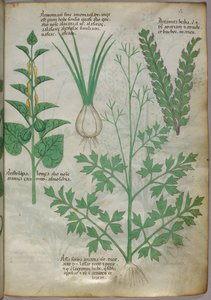 Botanische Illustration von Pflanzen, um 1440