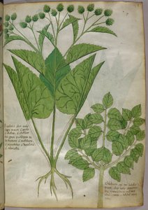 Botanische Illustration von Pflanzen, um 1440