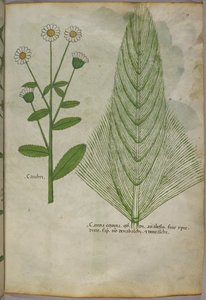 Botanische Illustration von Pflanzen, ca. 1440