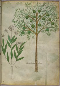 Botanische Illustration von Pflanzen, um 1440
