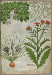 Botanische Illustration von Pflanzen, um 1440