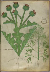 Botanische Illustration von Pflanzen, um 1440 von Italian School