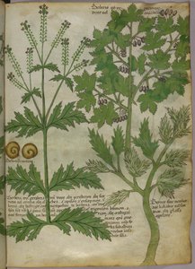 Botanische Illustration von Pflanzen, um 1440 von Italian School