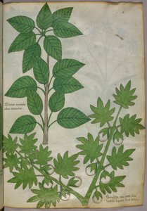 Botanische Illustration von Pflanzen, um 1440 von Italian School