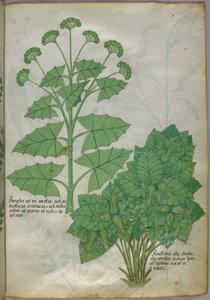 Botanische Illustration von Pflanzen, um 1440