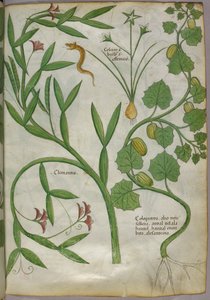 Botanische Illustration von Pflanzen, einschließlich einer Clematis, und einer Schlange, um 1440 von Italian School