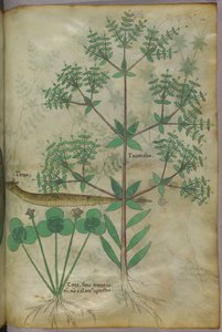 Botanische Illustration von Pflanzen mit einem Tier, ca. 1440