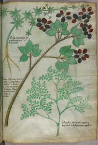 Botanische Illustrationen von Krapp [Rubea]; Brombeere [Rubus]; Raute [Ruta], um 1440