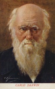 Charles Darwin (1809-1882), englischer Naturforscher von Italian School