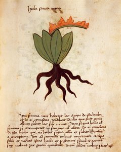 Balsamkraut (Tanacetum balsamita)
