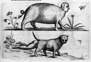 Verschiedene Arten von menschlichen Monstern: der Manticore, eine Katze mit Kinderbeinen. Gravur aus „De monstrorum natura, causis et differentiis“ von Fortunio Liceti (1577-1656), italienischer Wissenschaftler. 1646