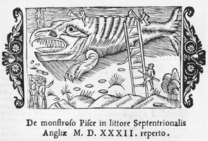 Fischmonster, Illustration aus Historia de Gentibus Septentrionalibus von Olaus Magnus (1490-1558), veröffentlicht in Rom, 1555