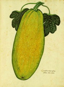 Erbstück-Kürbis von Ulisse Aldrovandi von Italian School