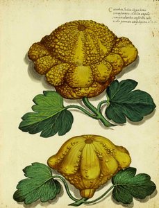 Erbstück-Kürbis von Ulisse Aldrovandi