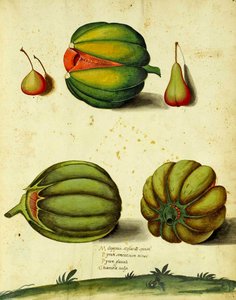 Erbstück-Kürbis von Ulisse Aldrovandi