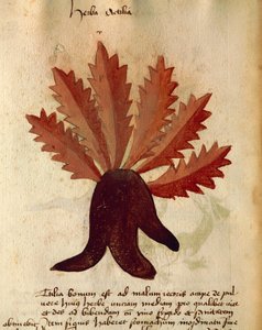 Herba Actila von Italian School