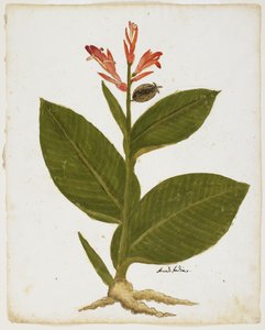 Indisches Blumenrohr (Canna indica) von Italian School
