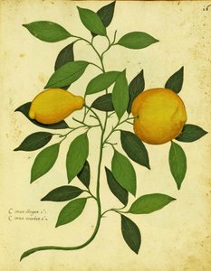 Italienische Erbstück-Zitrone von Ulisse Aldrovandi (1522 – 1605) Platte veröffentlicht in Piante Fiori Frutti von Italian School