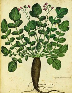 Langer schwarzer Rettich von Ulisse Aldrovandi