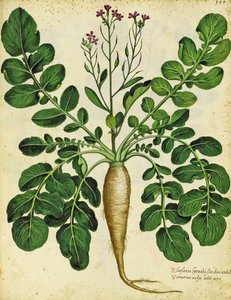 Langer weißer Rettich von Ulisse Aldrovandi
