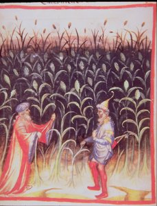 Nova 2644 fol.92v Der Anbau von Zuckerrohr, aus Tacuinum Sanitatis
