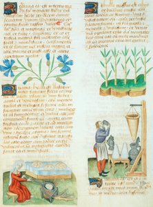 Seite aus dem Tractatus de Herbis von Dioscorides Pedanius von Italian School