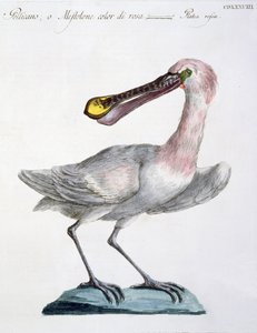 Pelikan