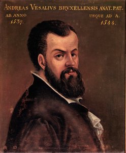 Porträt von Andre Vesale (Andreas Vesalius) (1514-1564), Anatom und Arzt von Karl V. 16. Jahrhundert Padua, Universität von Italian School