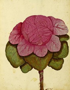 Savoyer Kohl von Ulisse Aldrovandi von Italian School