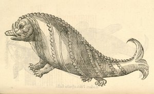 Illustration von Aper Marinus Cetaceus aus Aldrovandis Geschichte der Monster, 1642