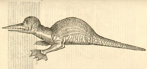Illustration von Draco marinus monophthalmos bipes aus Aldrovandis Geschichte der Monster, 1642