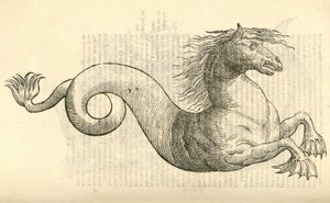 Illustration von Equus marinus monstrosus aus Aldrovandis Geschichte der Monster, 1642
