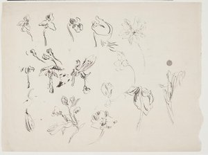Blumenskizzen von J.A. Jerichau