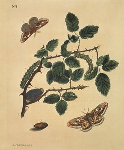 Schmetterlinge, Raupen und Pflanzen: Tafel 1 von J. Dutfield