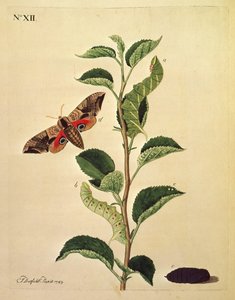Schmetterlinge, Raupen und Pflanzen: Tafel XII von J. Dutfield