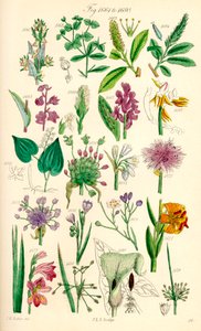 Seite mit Farbabbildungen aus British Wild Flowers nach einem Werk von J. E. Sowerby und C. P. Johnson