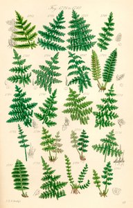 Seite mit Farbabbildungen aus British Wild Flowers nach einem Werk von J. E. Sowerby und C. P. Johnson