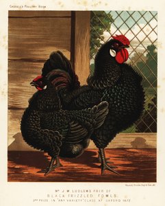 Schwarze gekräuselte Hühner, Hahn und Henne
