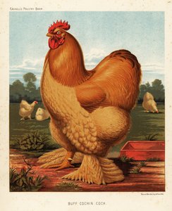Buff Cochin Hahn