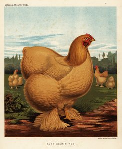 Buff Cochin Henne von J. W. (after) Ludlow