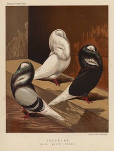 Tauben: Jakobiner, Blau, Weiß, Schwarz