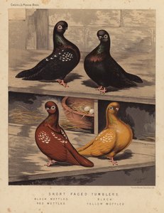 Tauben: Kurzgesichtige Sturzflieger, Schwarz gesprenkelt, Schwarz, Rot gesprenkelt, Gelb gesprenkelt von J. W. (after) Ludlow