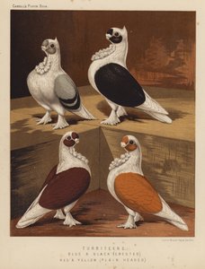 Tauben: Turbiteens, Blau und Schwarz, Kammköpfig, Rot und Gelb, Glattköpfig von J. W. (after) Ludlow