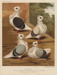 Tauben: Turbits, Blau Gescheckt und Silber, Schalenkrone, Blau, Punktkämme von J. W. (after) Ludlow
