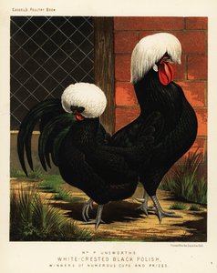 Schwarzgekrönte polnische Hühner